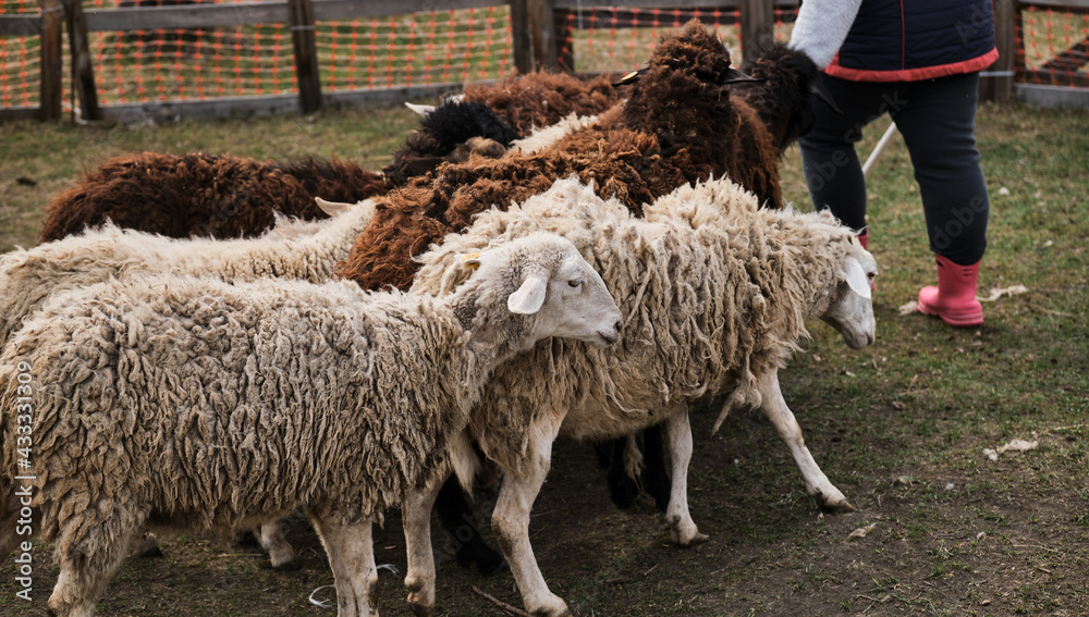 Flock of black and white purebred sheep and rams walks in green clearing in countryside. Female shepherd herds domestic sheep in village on farm in paddock.