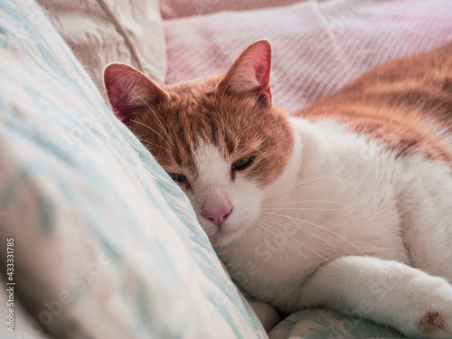 Fototapeta Naklejka Na Ścianę i Meble -  cat on bed