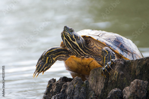 Yellow-bellied eared turtle sitting on a tree trunk in a pond, Trachemys scripta scripta living in the US, Virigina, Florida, but also in Europe photo