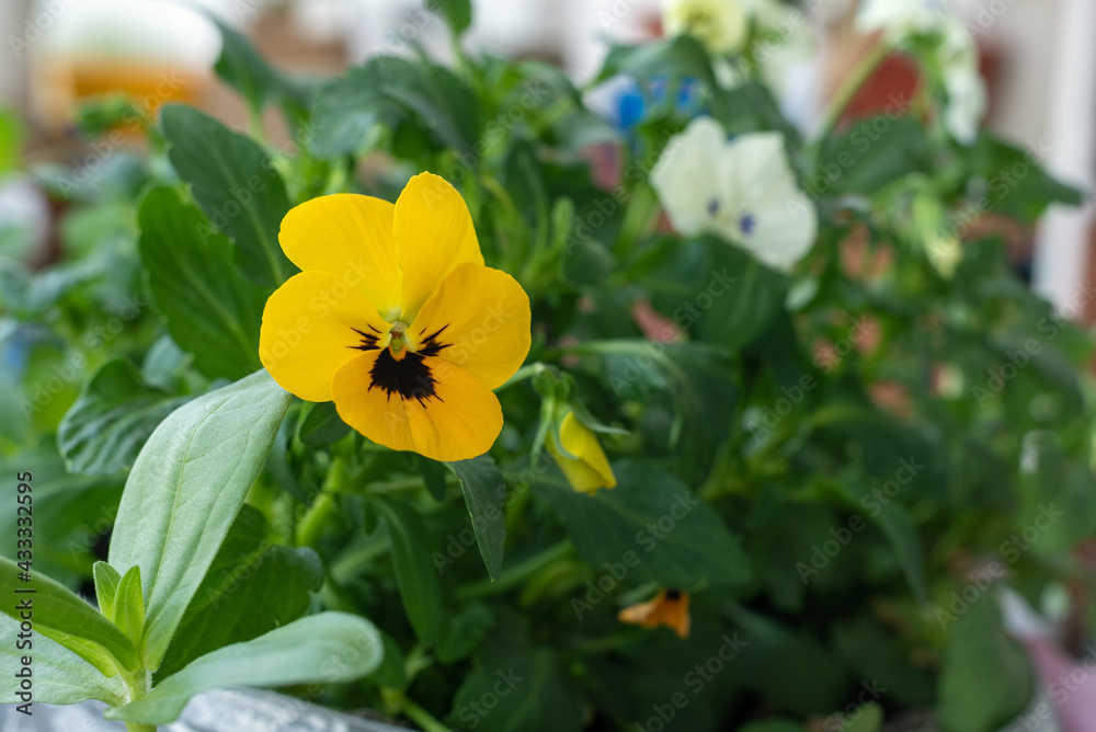 Close up yellow Viola flower in the garden, shallow depth of field. Close up yellow Viola flower in the garden, shallow depth of field.