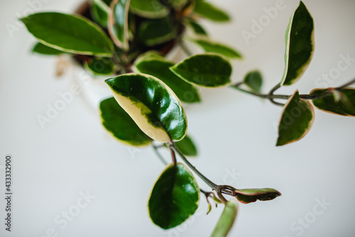 Hoya crimson white plant close uo