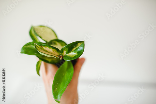 Hoya carnosa tricolor plant close up photo