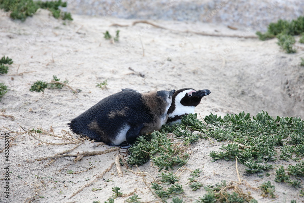 Fototapeta premium African penguins at Boulders Beach, South Africa