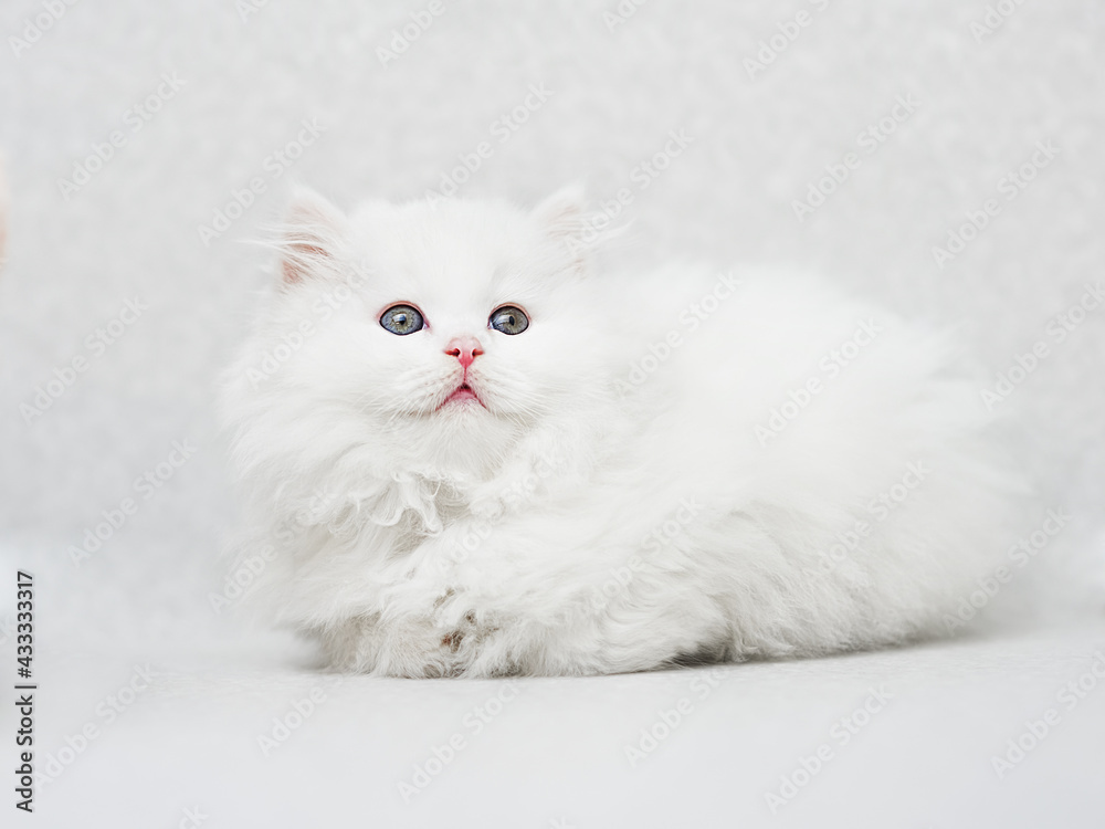 sitting white fluffy kitten on a light uniform background