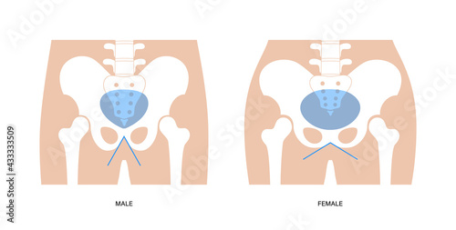 Human pelvis joints
