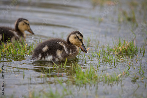 Mallard ducklings feeding in springtime, North Yorkshire, United Kingdom