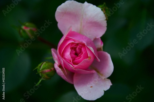 pink rose in garden