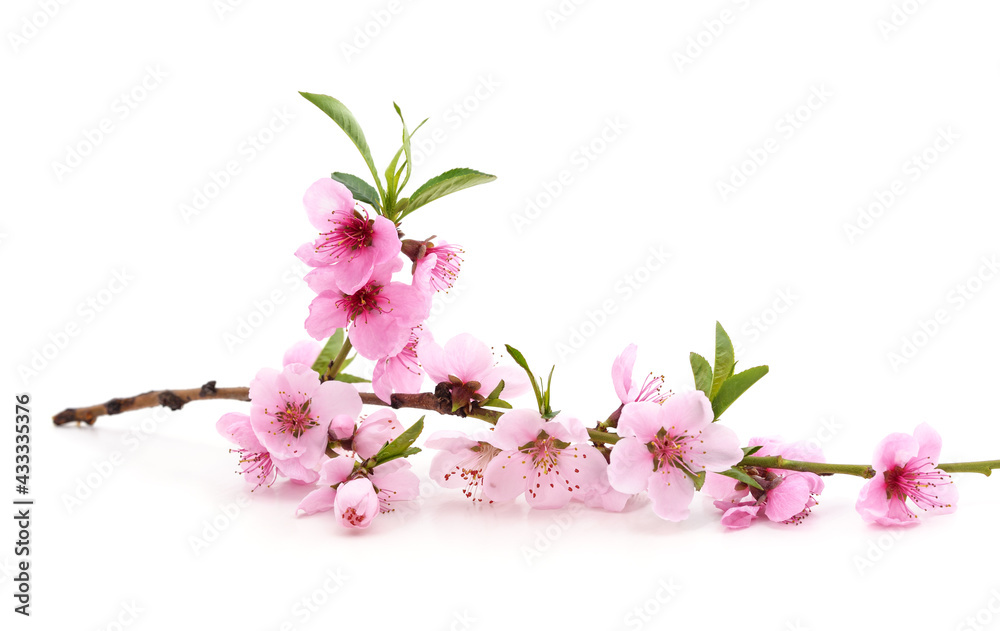Spring flowering with peach branch.