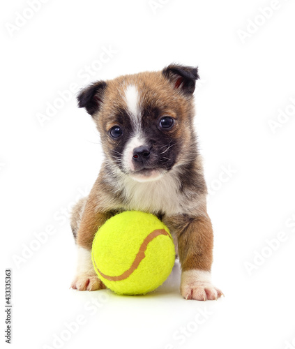 Puppy with a tennis balll. © voren1