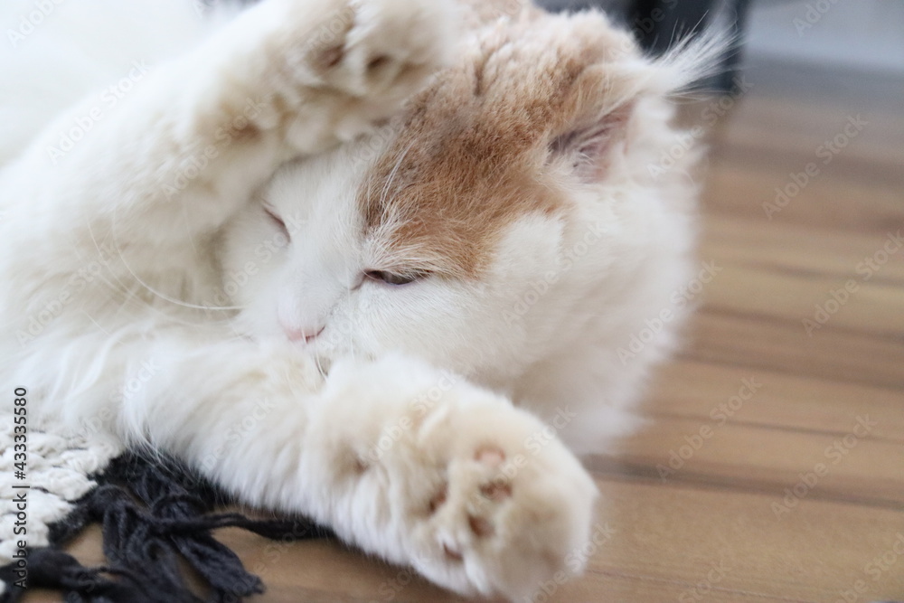 日焼け対策 嫌がる猫 日焼け対策 嫌がる猫
