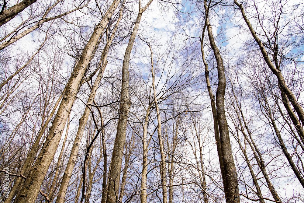 No foliage on trees in spring forest with sky background No foliage on trees in spring forest with sky background