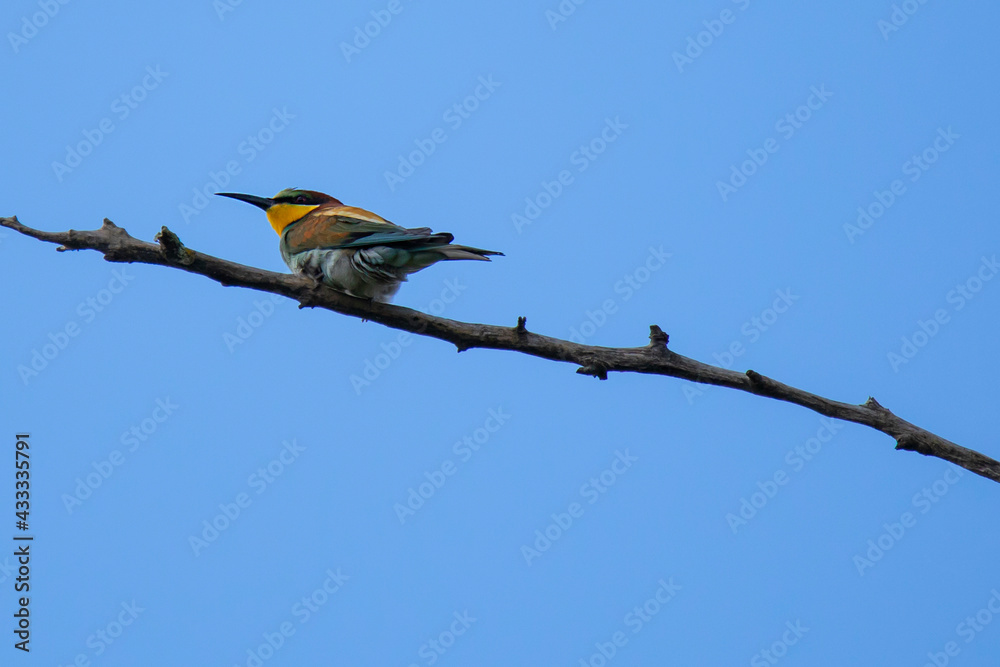 Naklejka premium bee-eater bird on the tree branches