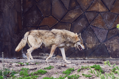 A wild gray wolf walks past the stone wall of a building. Nature reserve.