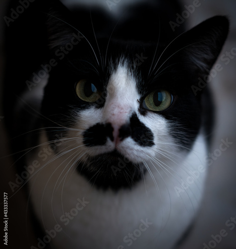 black and white cat