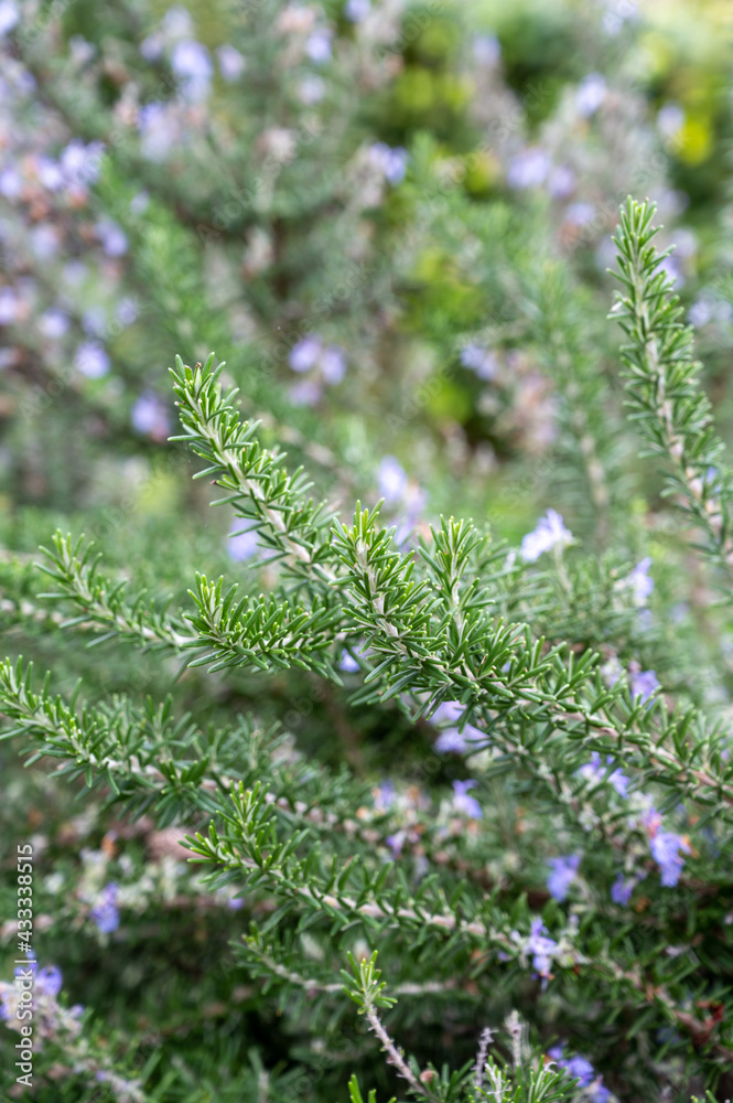 Obraz premium Blue blossom of aromatic kitchen herb rosemary