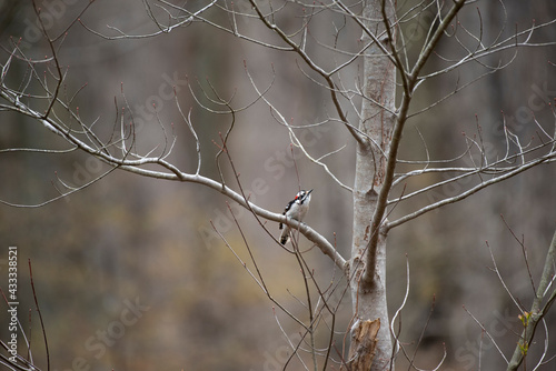 Downy Woodpecker