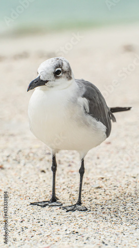 Laughing Gull standing on top of a sandy beach close up along shore