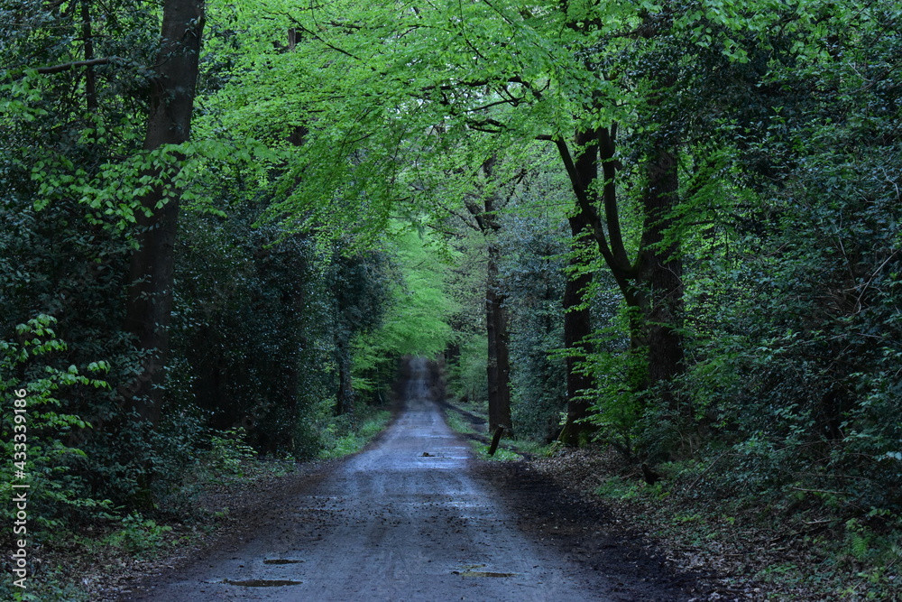 Naklejka premium path in the woods