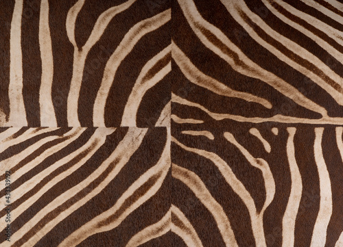 Tiger Print strip of skin pattern background..