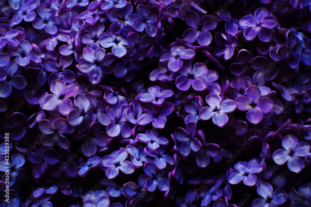 Beautiful purple background from lilac flowers close-up. Spring flowers of lilac. Dark photo. - obrazy, fototapety, plakaty 