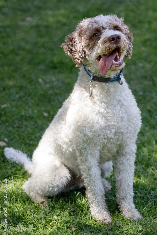 3-Year-Old Lagotto Romagnolo Puppy Male Sitting and Panting. Off-leash dog park in Northern California. 3-Year-Old Lagotto Romagnolo Puppy Male Sitting and Panting. Off-leash dog park in Northern California.