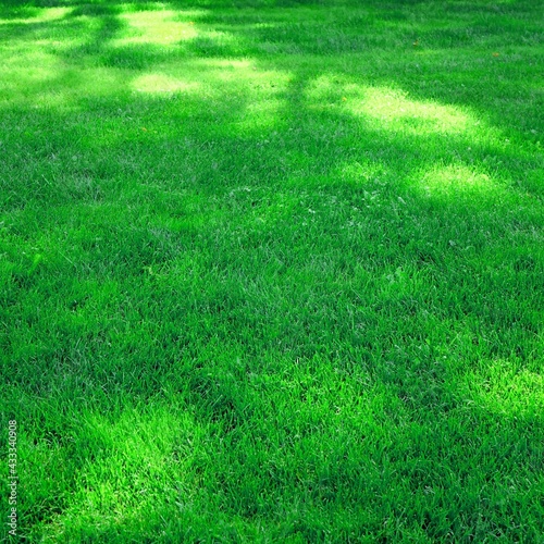 Backyard Shady Fresh Lawn Background Texture. Rolled Lawn. Country Garden Or Park Green Bright Grass. Background With Trees Shadow. Picnic Family Place On Grass Or Resting Area. Focus Selective.
