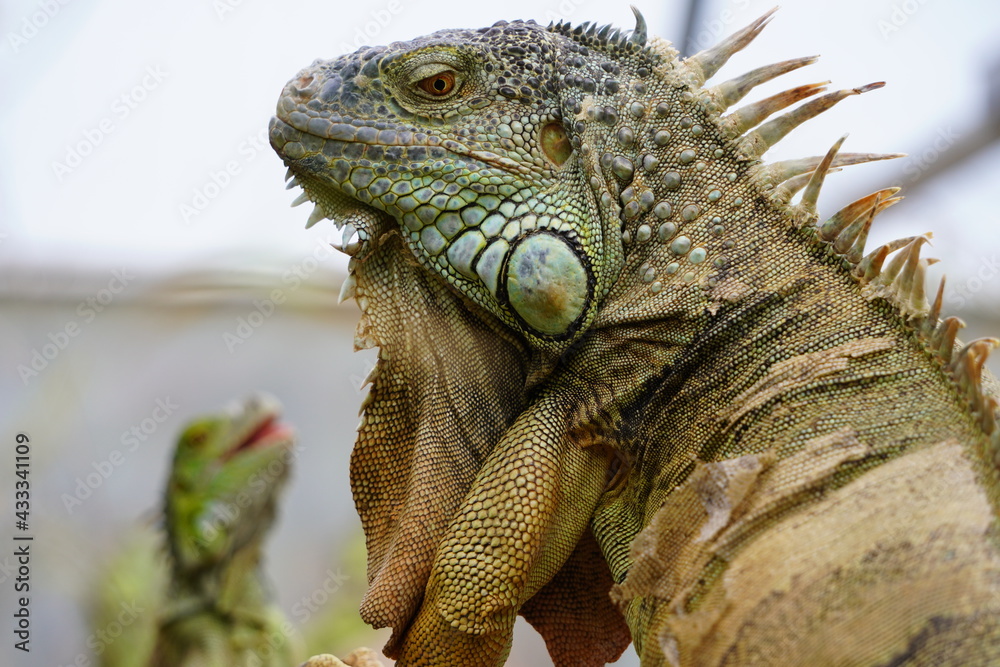 Fototapeta premium IGUANA