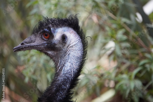 emu de cuello azul 