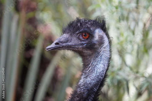 emu de cuello azul 