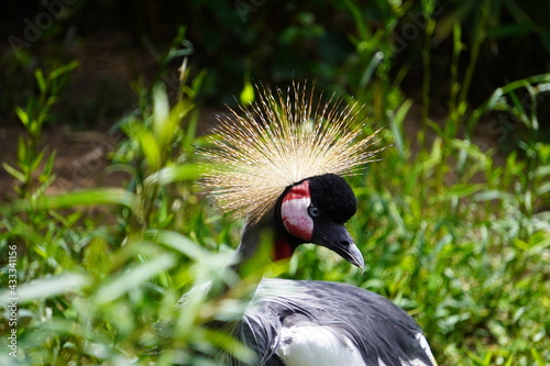 grulla coronada