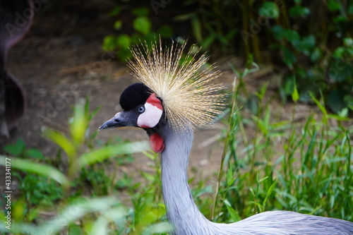grulla coronada
