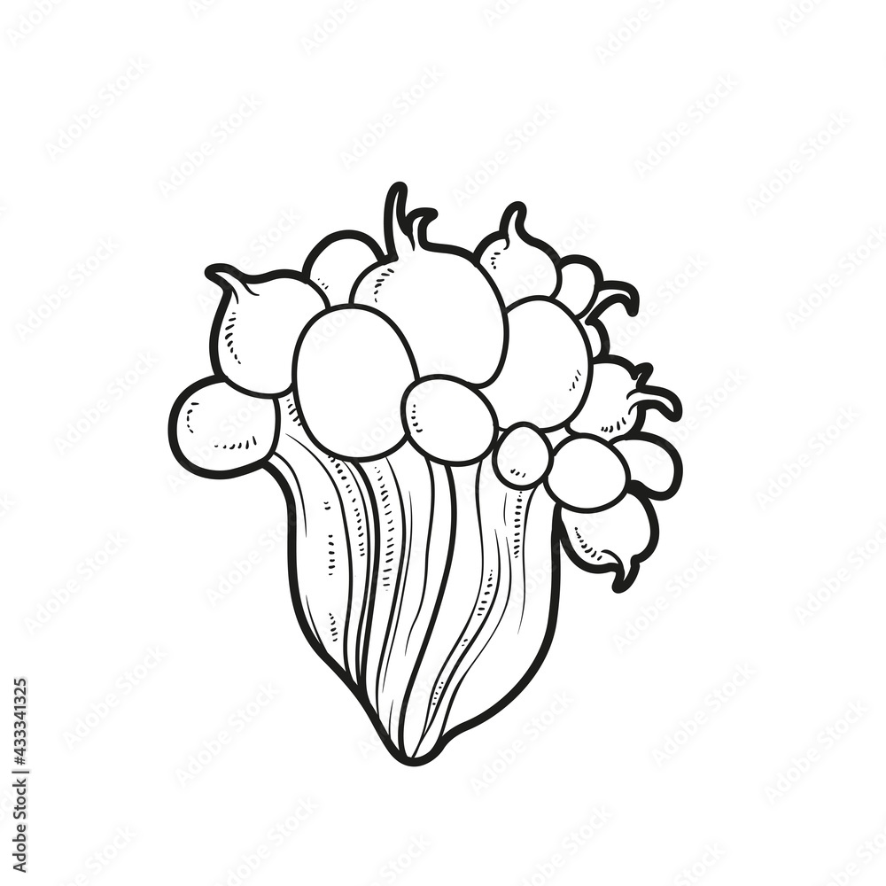Fototapeta premium Sea anemones coloring book linear drawing isolated on white background