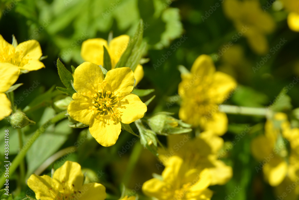 Waldsteinia geoides, the barren strawberries. Low-growing, evergreen strawberry-like perennial of the rose family. Waldsteinia geoides yellow flowers closeup Waldsteinia geoides, the barren strawberries. Low-growing, evergreen strawberry-like perennial of the rose family. Waldsteinia geoides yellow flowers closeup