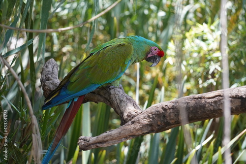 guacamaya verde