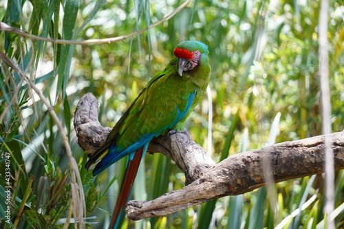 guacamaya verde