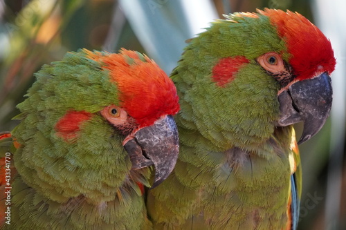guacamaya