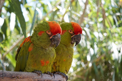 guacamaya