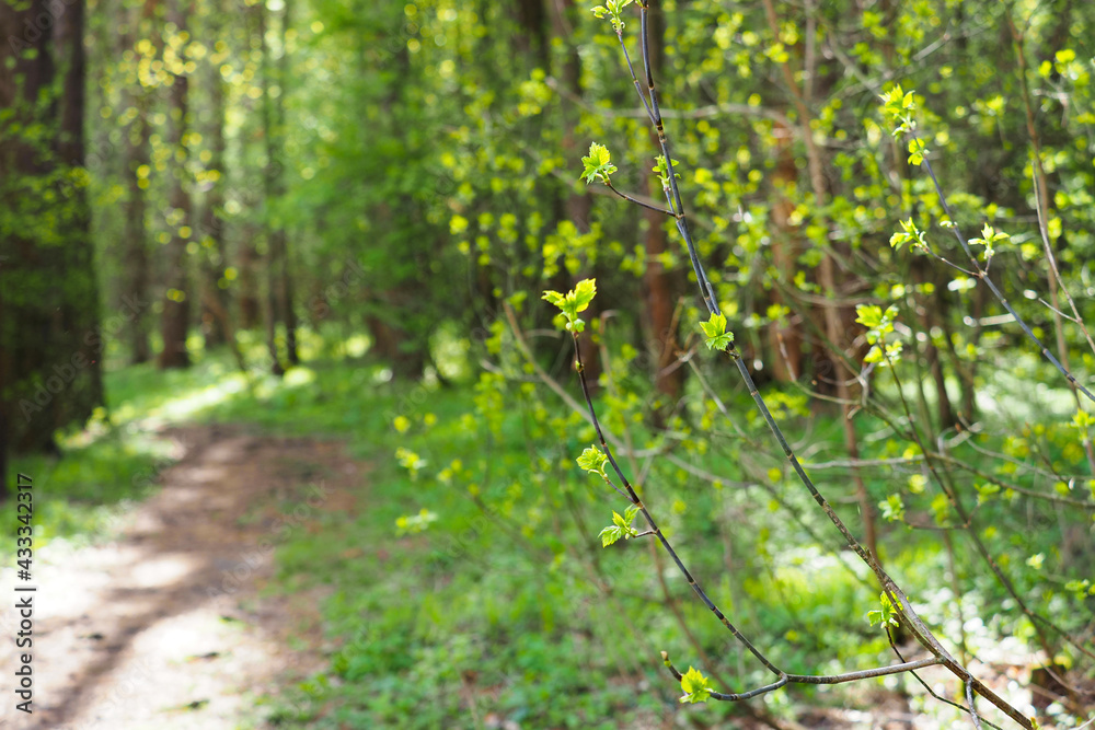 Trail path through a sunny spring pine forest. Walking trail Trail path through a sunny spring pine forest. Walking trail