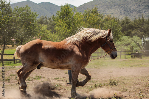 caballos