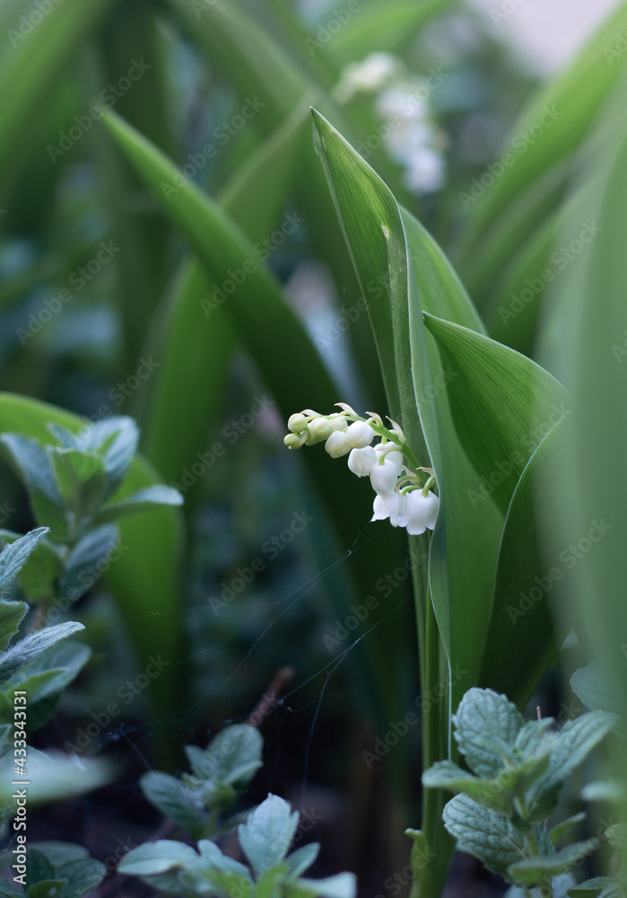 Obraz premium White flowers of lilies of the valley in the garden in spring