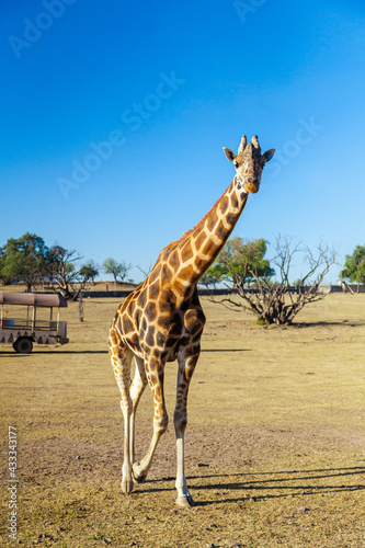 jirafa