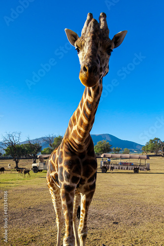 jirafa
