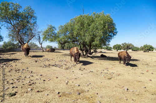 bisontes