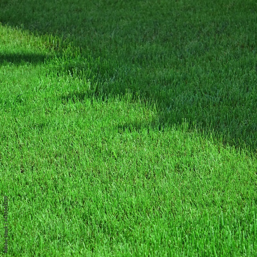 Fresh Backyard Garden Lawn. Shady Park Green Grass Background. Picnic