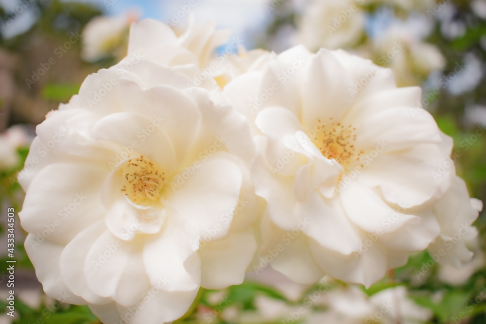white rose bush