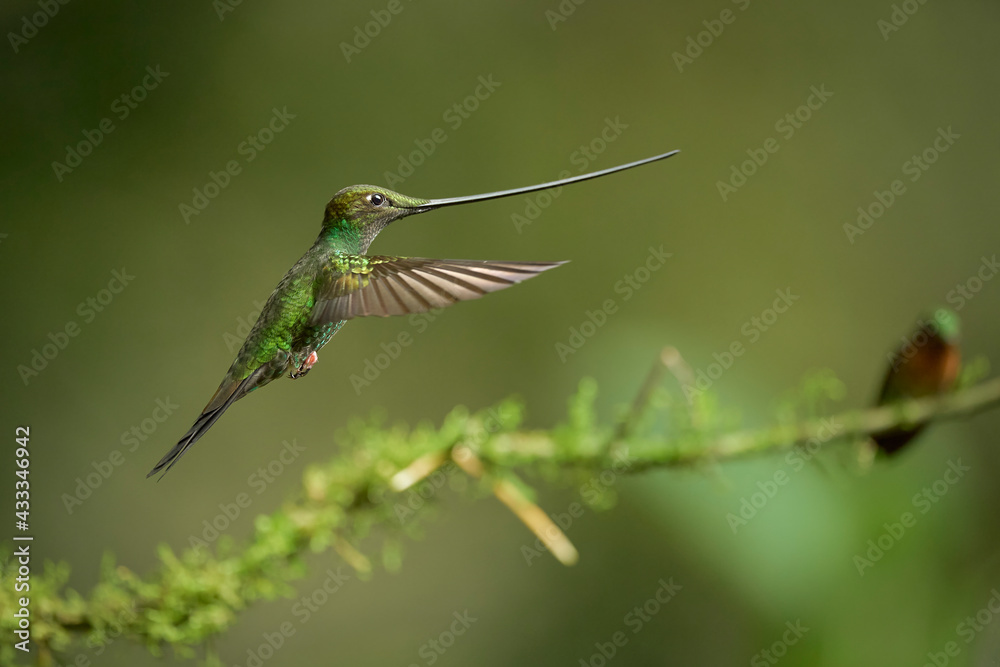Picaflor picoespada, Ensifera ensifera, Ecuador Picaflor picoespada, Ensifera ensifera, Ecuador