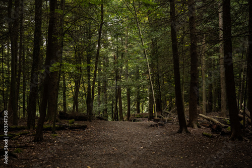 Wide Trail Through the Forest Leads to the Ledges © kellyvandellen