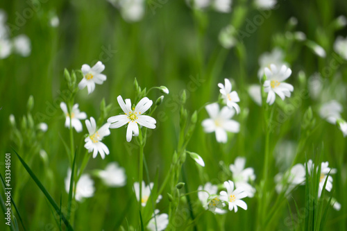 many white stellaria holostea flowers on the green grassy meadow