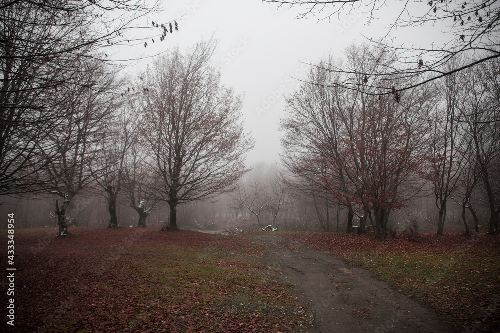 Naklejka premium Landscape with beautiful fog in forest on hill or Trail through a mysterious winter forest with autumn leaves on the ground. Road through a winter forest. Magical atmosphere. Azerbaijan nature