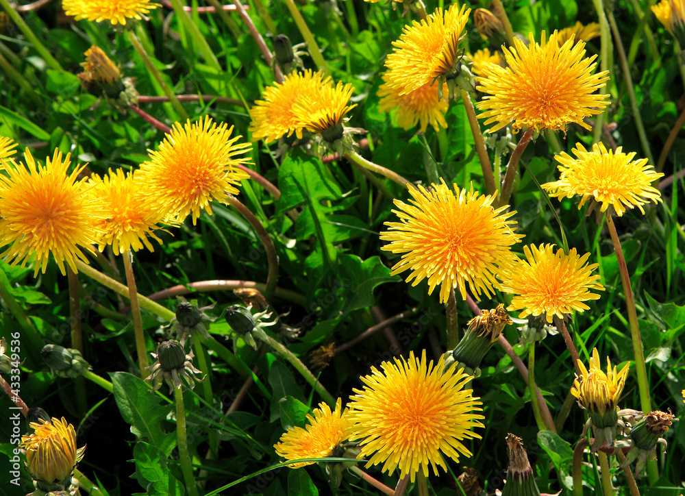 Obraz premium dandelions